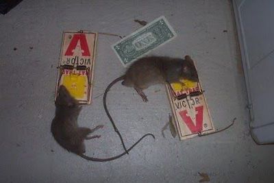 Cary rat control
