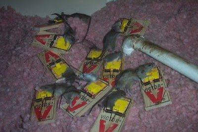 rat trapping